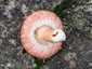 Nyírfa-szőrgomba (Lactarius torminosus), Ausztria, Karintia